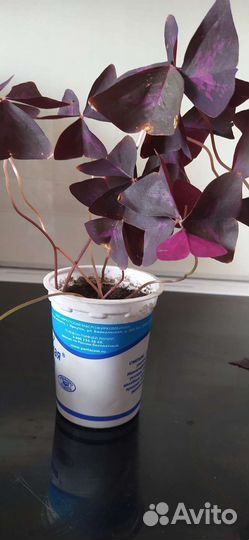 Оксалис (Кислица)