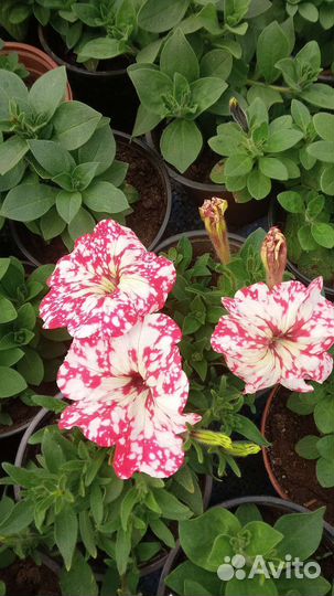 Цветы оптом и в розницу