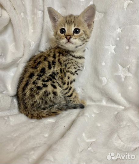 Кошка саванна ф1