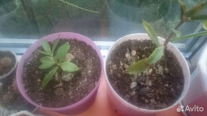 Коланхоэ лечебное