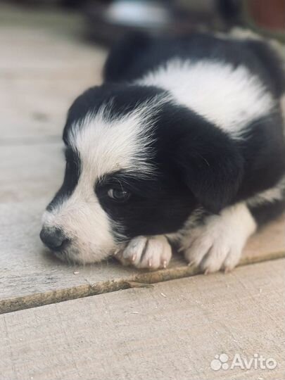 Красавец щенок по кличке 