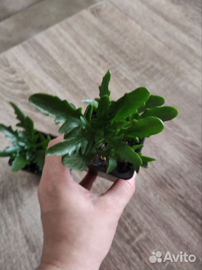 Каланхоэ цветущий