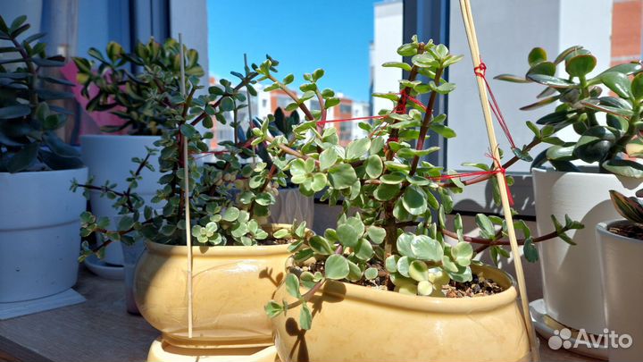 Суккуленты. Портулакария афра вариегата