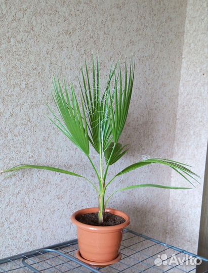 Пальма вашингтония