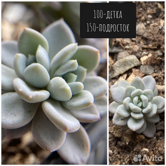 Суккуленты