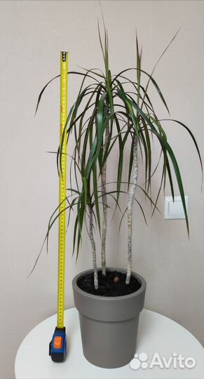 Драцена окаймленная маргината