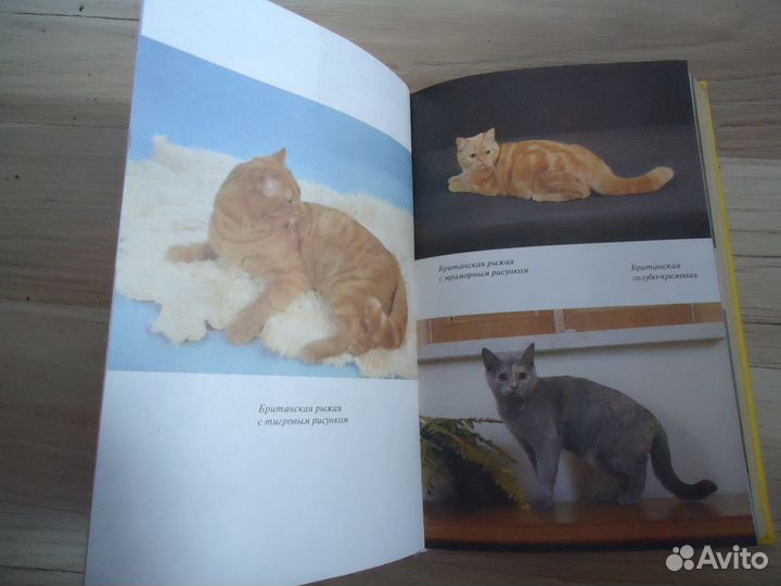 Книга о кошках