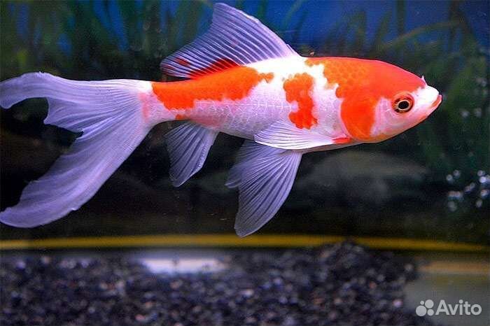 Золотая рыбка,Комета