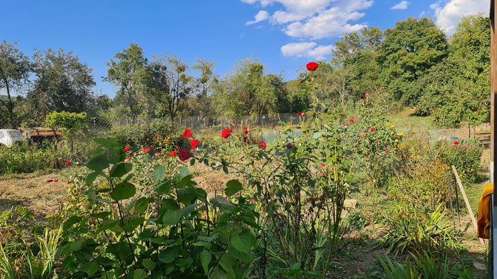 Участок 15,5 сот. (ИЖС)