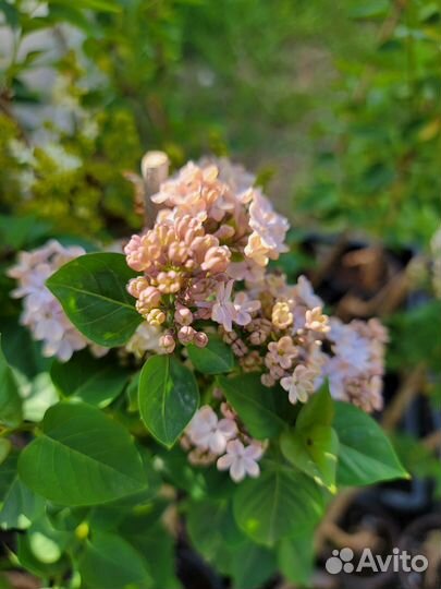 Сирень Красавица Москвы Примроуз Аукубафолия