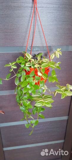 Традесканции сортовые