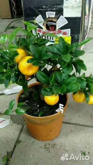 Мандариновое дерево