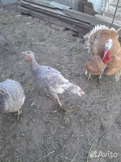 Продаются индюшата