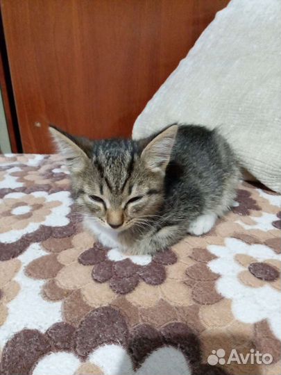 Котёнок мальчик