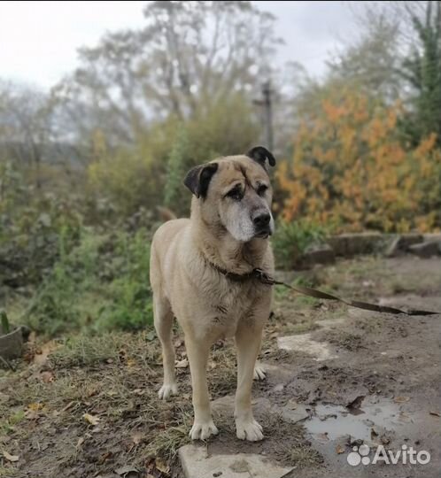 Собака в добрые руки