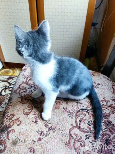 Котенок.Девочка.В добрые руки