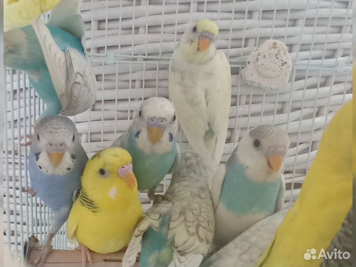 Попугаи волнистые 1.5-2 месяца