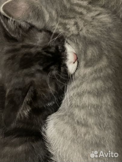 Котята в добрые руки даром