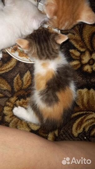 Домашние животные кошки