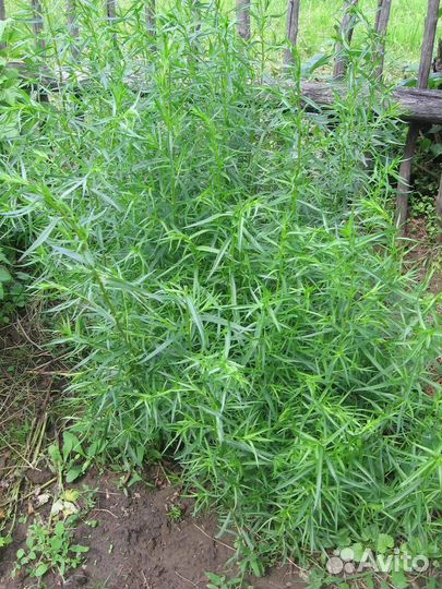 Пеларг.герань розебуд, тархун, рудбекия, клематис