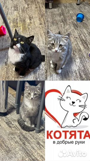 Котята в добрые руки
