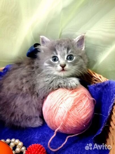 Кошка в дар