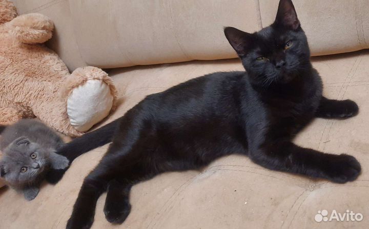 Черный шотландец котенок