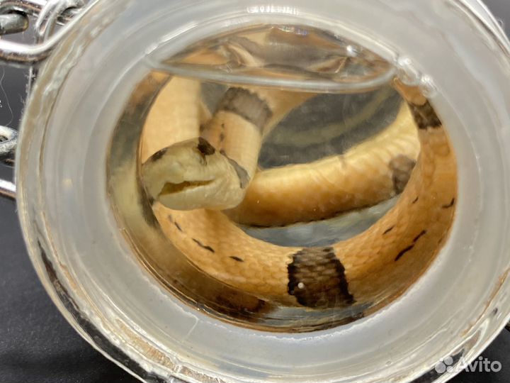 Пособие для ветеринарных заведений