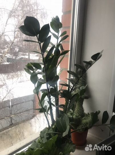 Замиокулькас - долларовое дерево