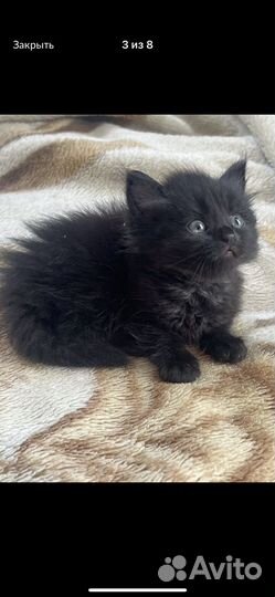 Британские котята