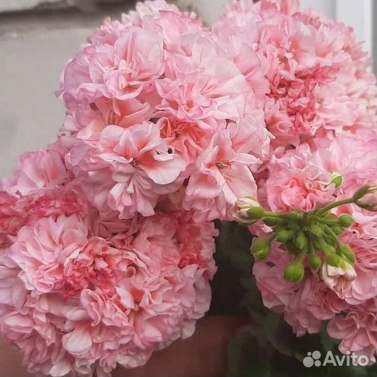 Пеларгония зональная Passat