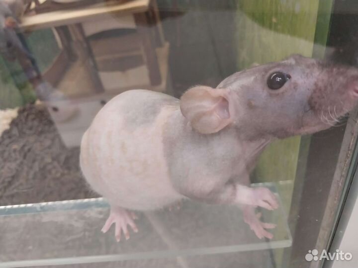 Джунгарский хомяк, крыса