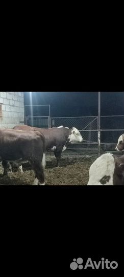 Быки герефорды на племя