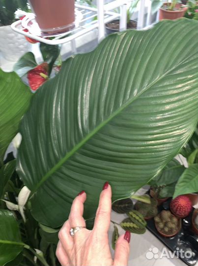 Спатифилум Королевский 24/120см