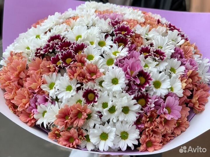 Хризантема