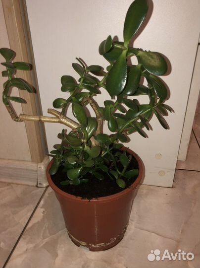 Толстянка (денежное дерево)