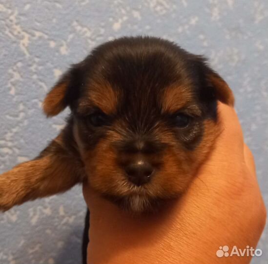 Йоркширский терьер мини