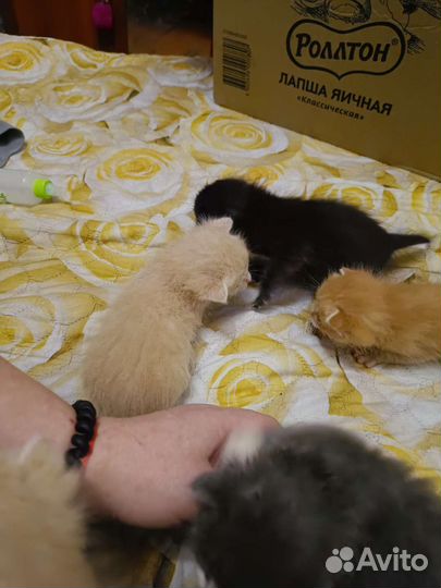 Sosкотята ищут дом