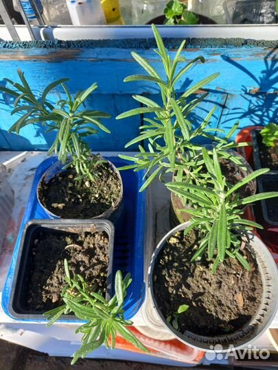 Розмарин лекарственный