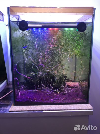 Аквариумные рыбки, аквариумы и оборудование