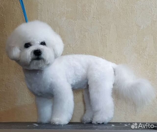 Стрижка собак, кошек