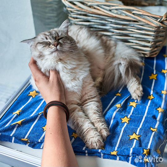 Уход, гостиница, передержка для кошек, зооняня