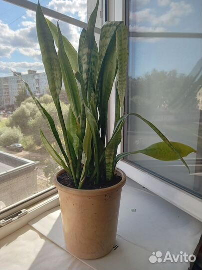 Сансевьера(щучий хвост)