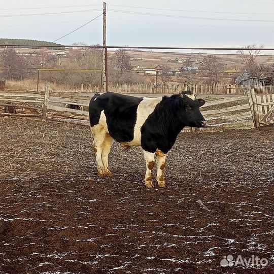 Продам Быка