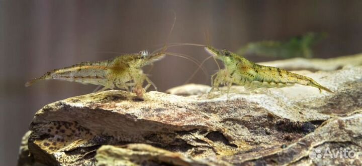 Креветки аквариумные неокаридины