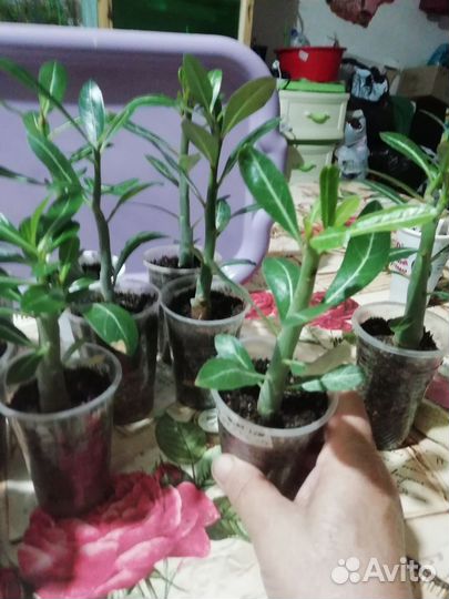 Адениум арабикум, сеянцы 4 месяцев