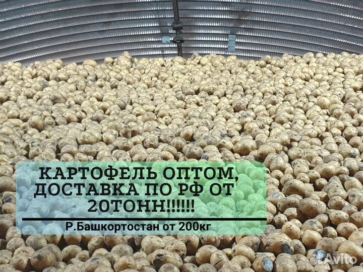Картофель оптом с доставкой от 20 тонн