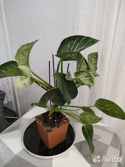 Филодендрон биркин