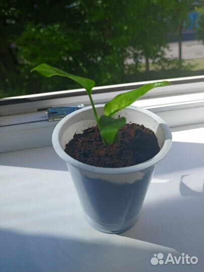 Сансевиерия