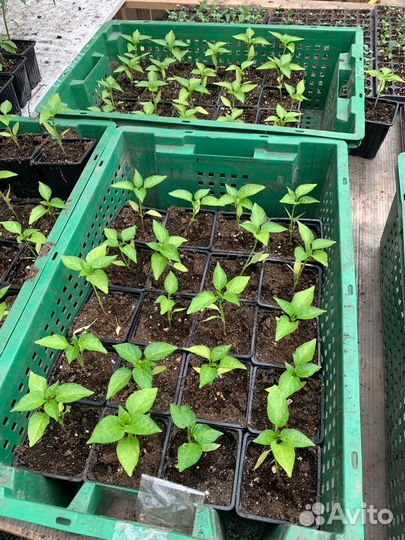 Рассада помидор и перцев